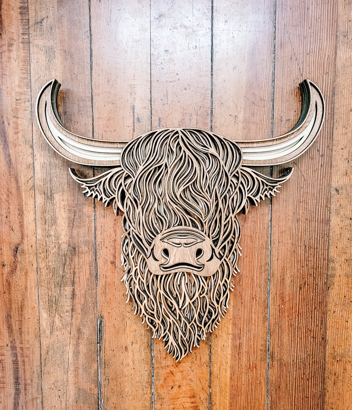 Highland Cow
