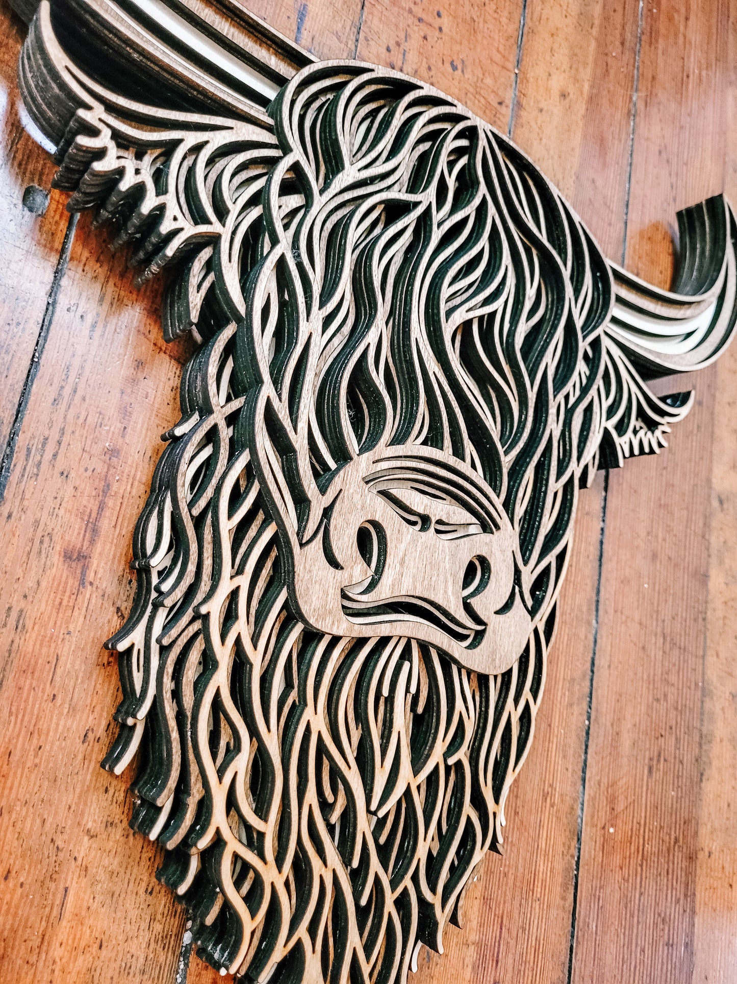 Highland Cow